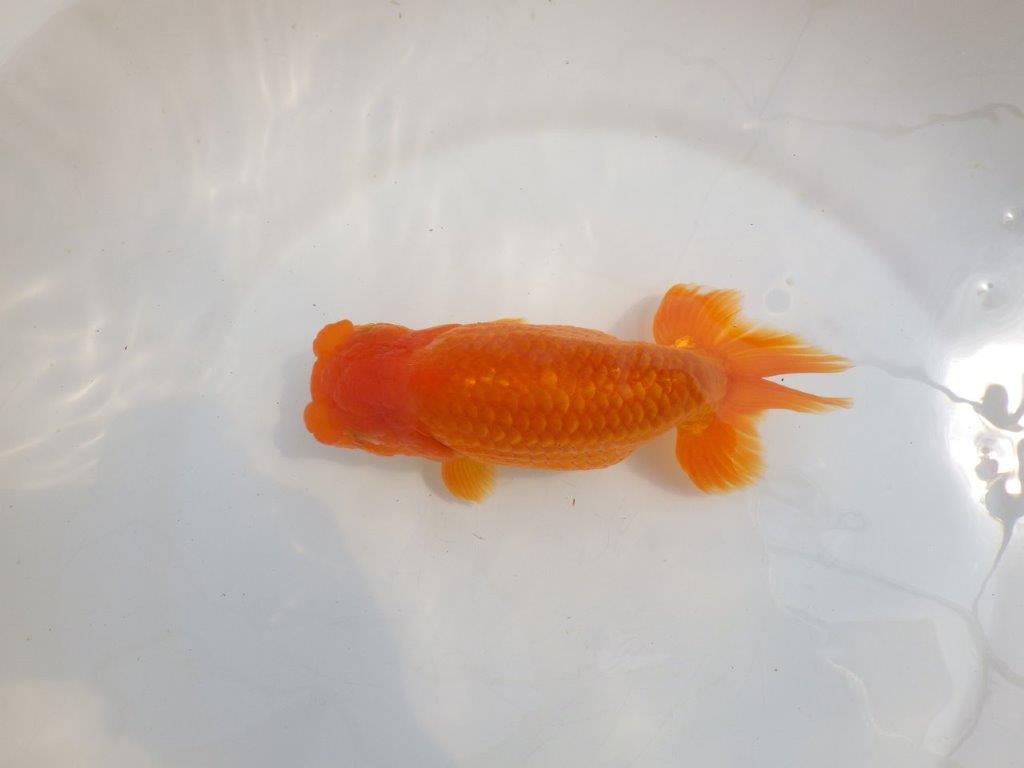 【全国大会東大関獲得系統 】雰囲気が良く親まで飼い込み！ 明け二歳らんちゅう 約16,5㎝  メス？