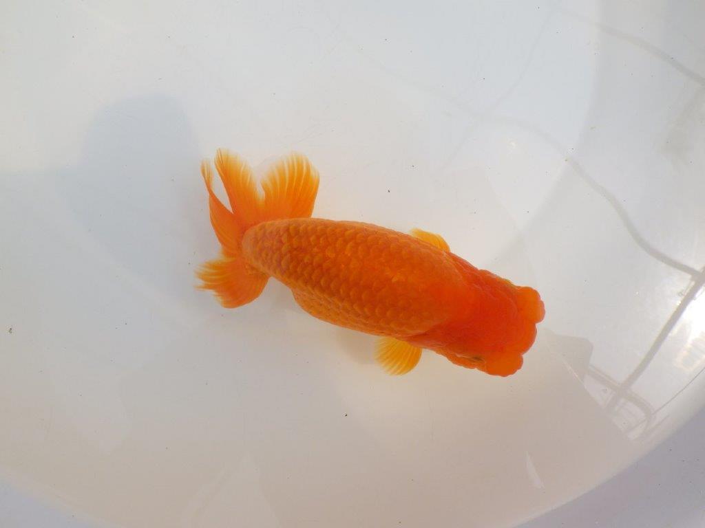 【全国大会東大関獲得系統 】雰囲気が良く親まで飼い込み！ 明け二歳らんちゅう 約16,5㎝  メス？