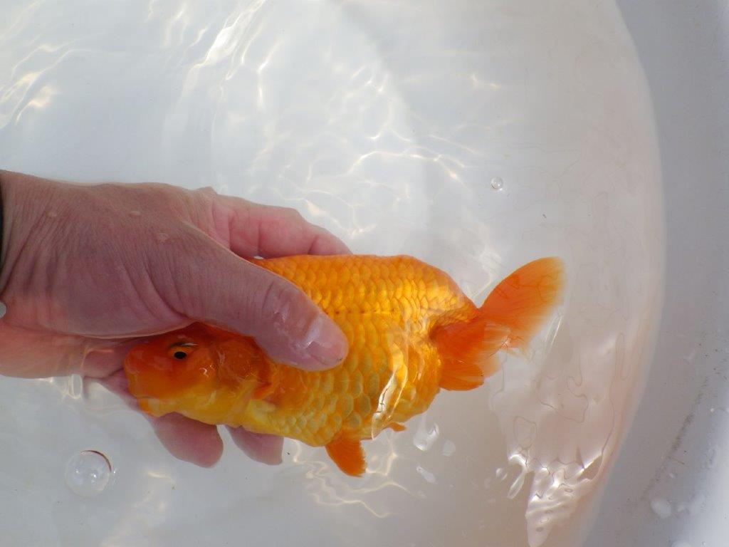 【全国大会東大関獲得系統 】雰囲気が良く親まで飼い込み！ 明け二歳らんちゅう 約16,5㎝  メス？