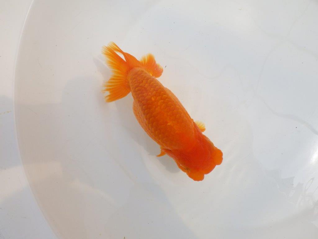 【全国大会東大関獲得系統 】雰囲気が良く親まで飼い込み！ 明け二歳らんちゅう 約16,5㎝  メス？