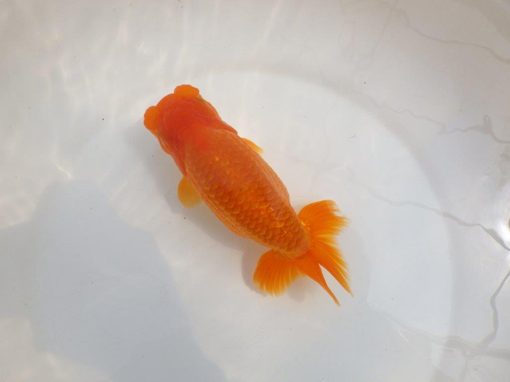 【全国大会東大関獲得系統 】雰囲気が良く親まで飼い込み！ 明け二歳らんちゅう 約16,5㎝  メス？の上身