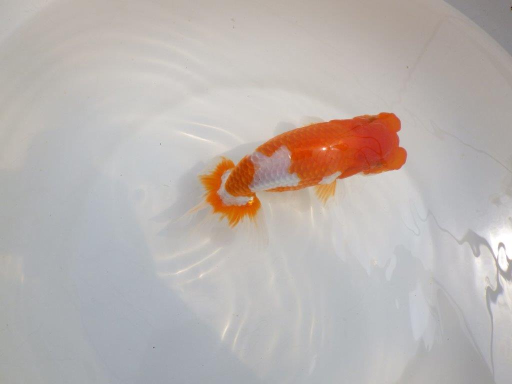 【全国大会東大関獲得系統 】フンタン! 明け二歳らんちゅう 約16,5㎝ メス?