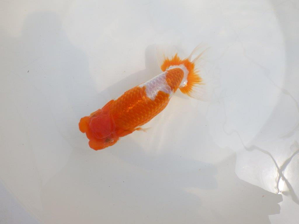 【全国大会東大関獲得系統 】フンタン! 明け二歳らんちゅう 約16,5㎝ メス?