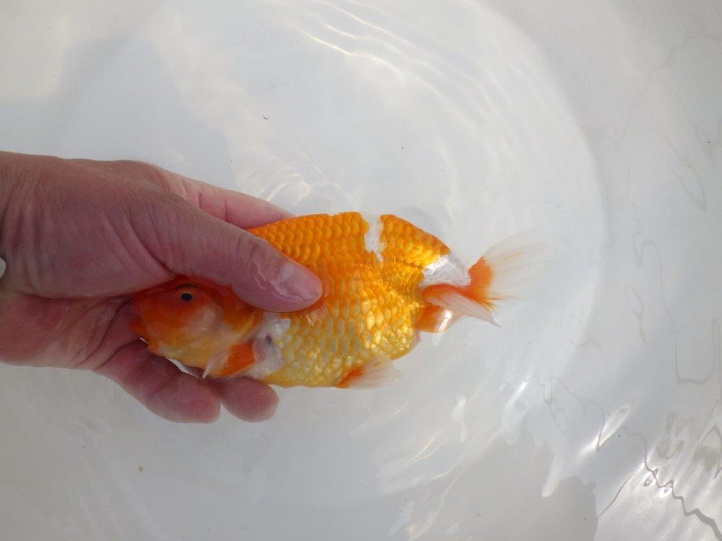 【全国大会東大関獲得系統 】フンタン! 明け二歳らんちゅう 約16,5㎝ メス?