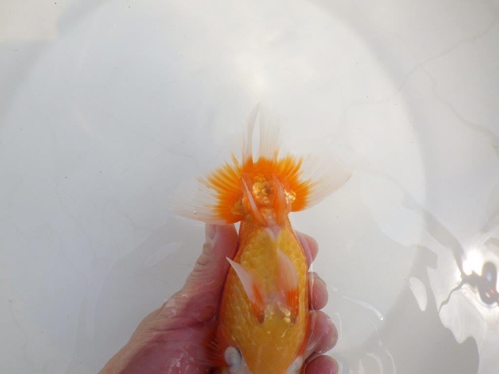 【全国大会東大関獲得系統 】フンタン! 明け二歳らんちゅう 約16,5㎝ メス?