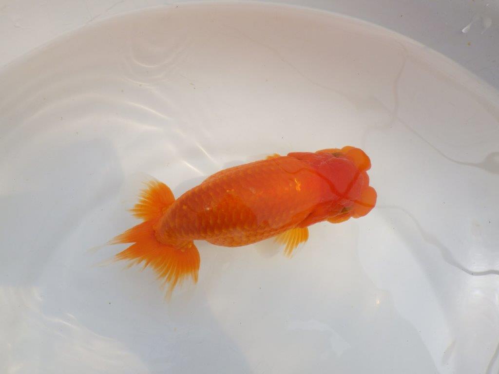 【全国大会東大関獲得系統 】大迫力！飼い込みお勧め 明け二歳らんちゅう 約17㎝  メス？