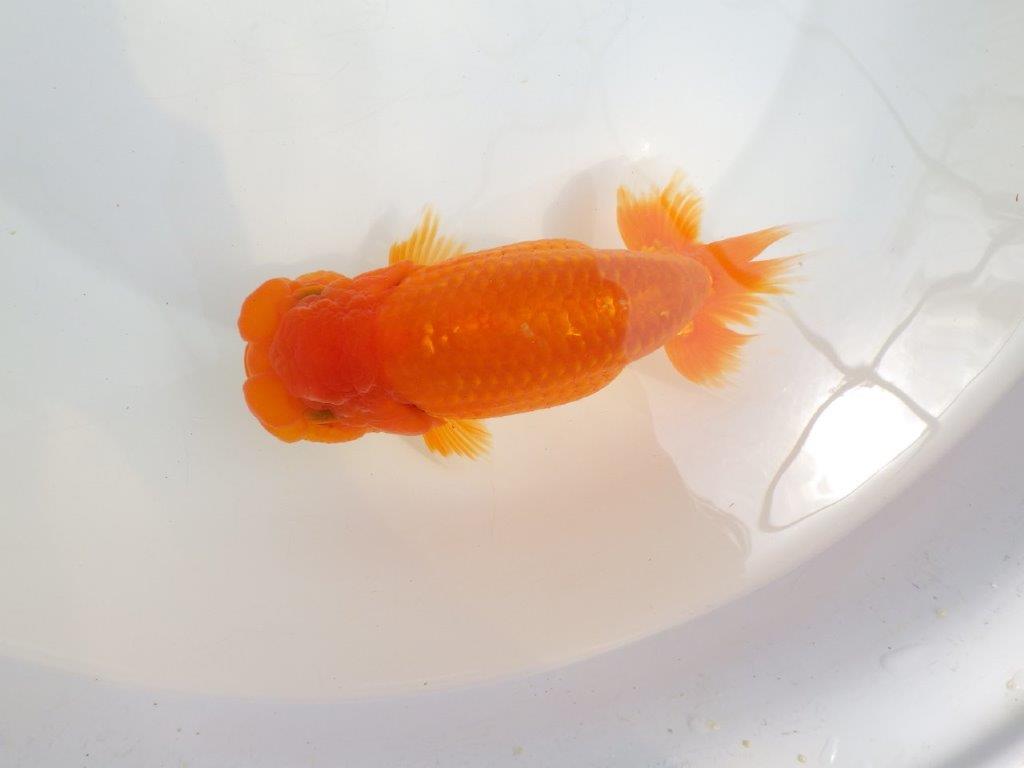 【全国大会東大関獲得系統 】大迫力！飼い込みお勧め 明け二歳らんちゅう 約17㎝  メス？