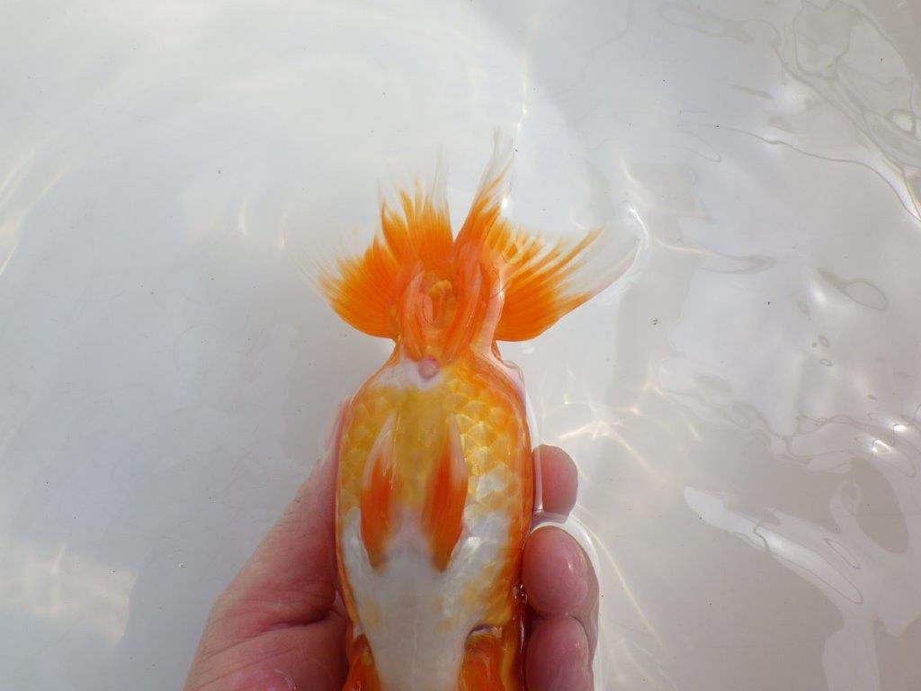 【全国大会東大関獲得系統 】大迫力！飼い込みお勧め 明け二歳らんちゅう 約17㎝  メス？