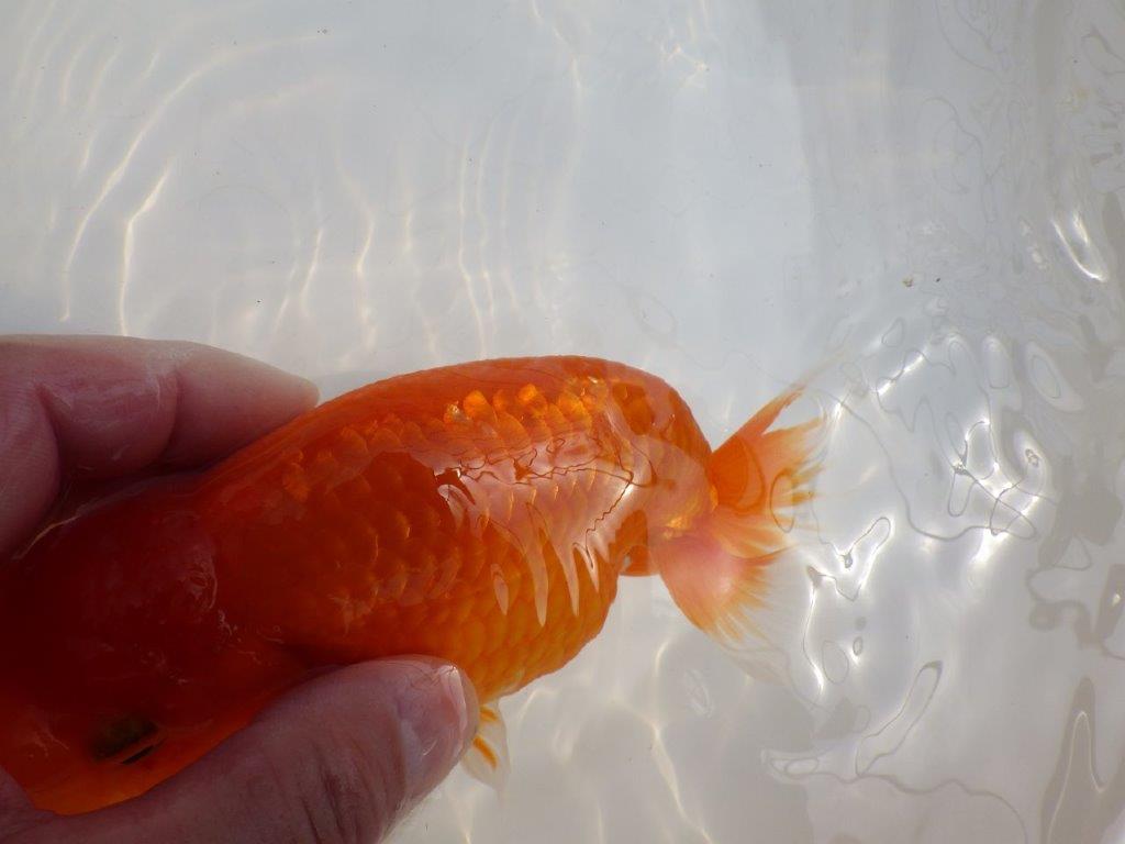 【全国大会東大関獲得系統 】大迫力！飼い込みお勧め 明け二歳らんちゅう 約17㎝  メス？