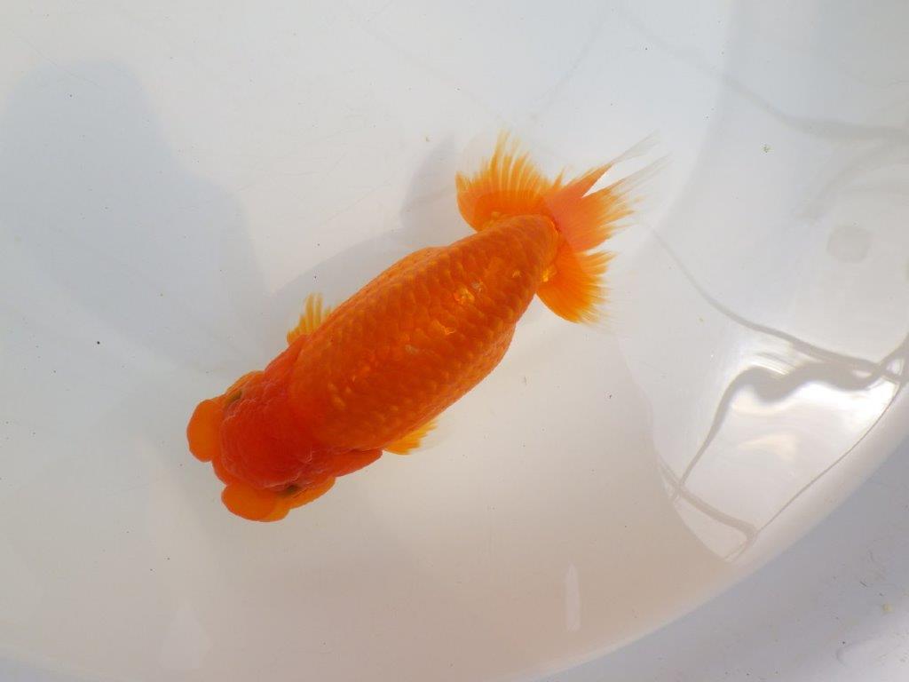 【全国大会東大関獲得系統 】大迫力！飼い込みお勧め 明け二歳らんちゅう 約17㎝  メス？