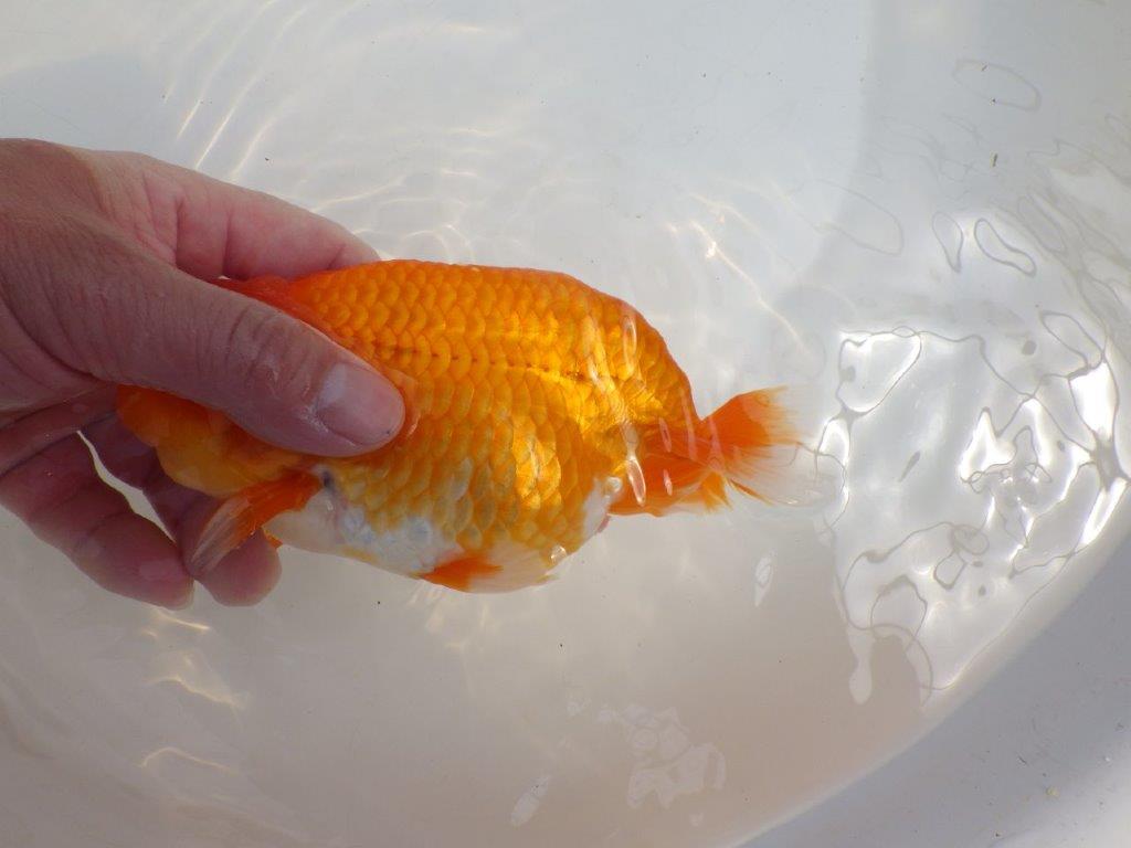 【全国大会東大関獲得系統 】大迫力！飼い込みお勧め 明け二歳らんちゅう 約17㎝  メス？