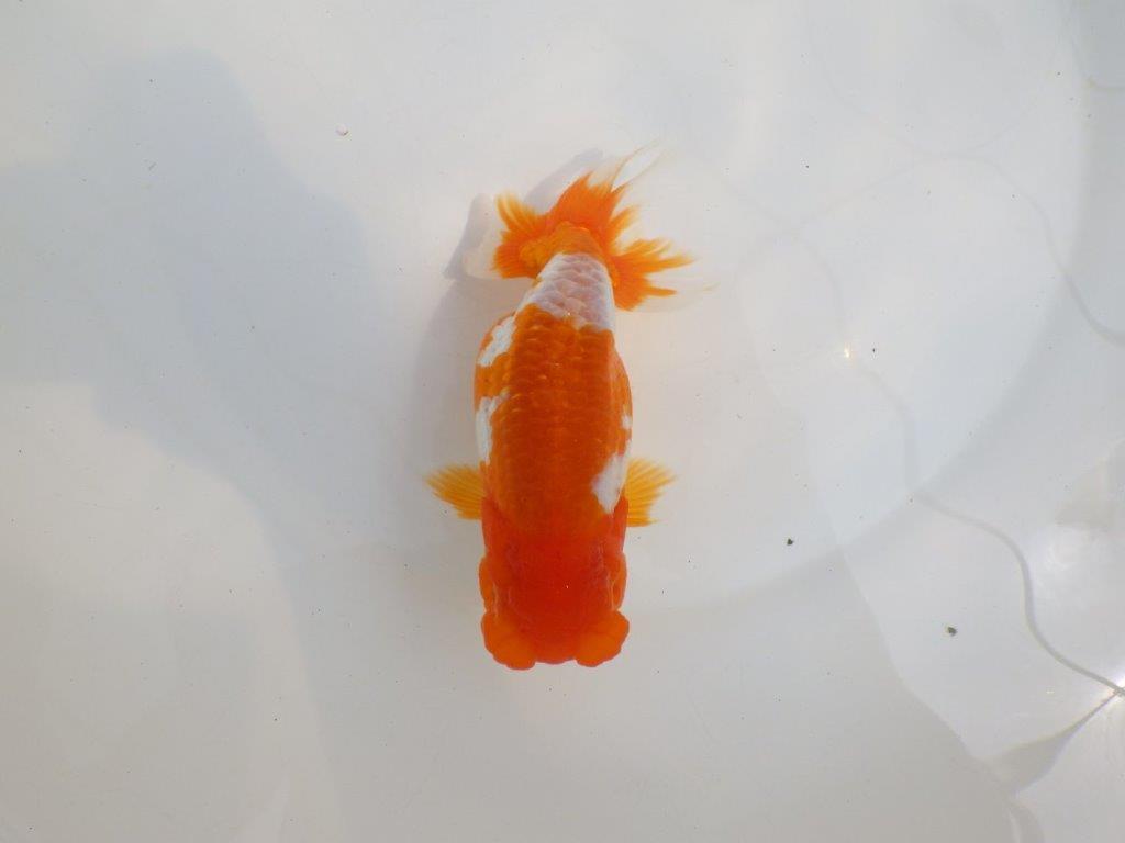 【全国大会東大関獲得系統 】美しい柄の更紗! 明け二歳らんちゅう 約15,5㎝ メス?