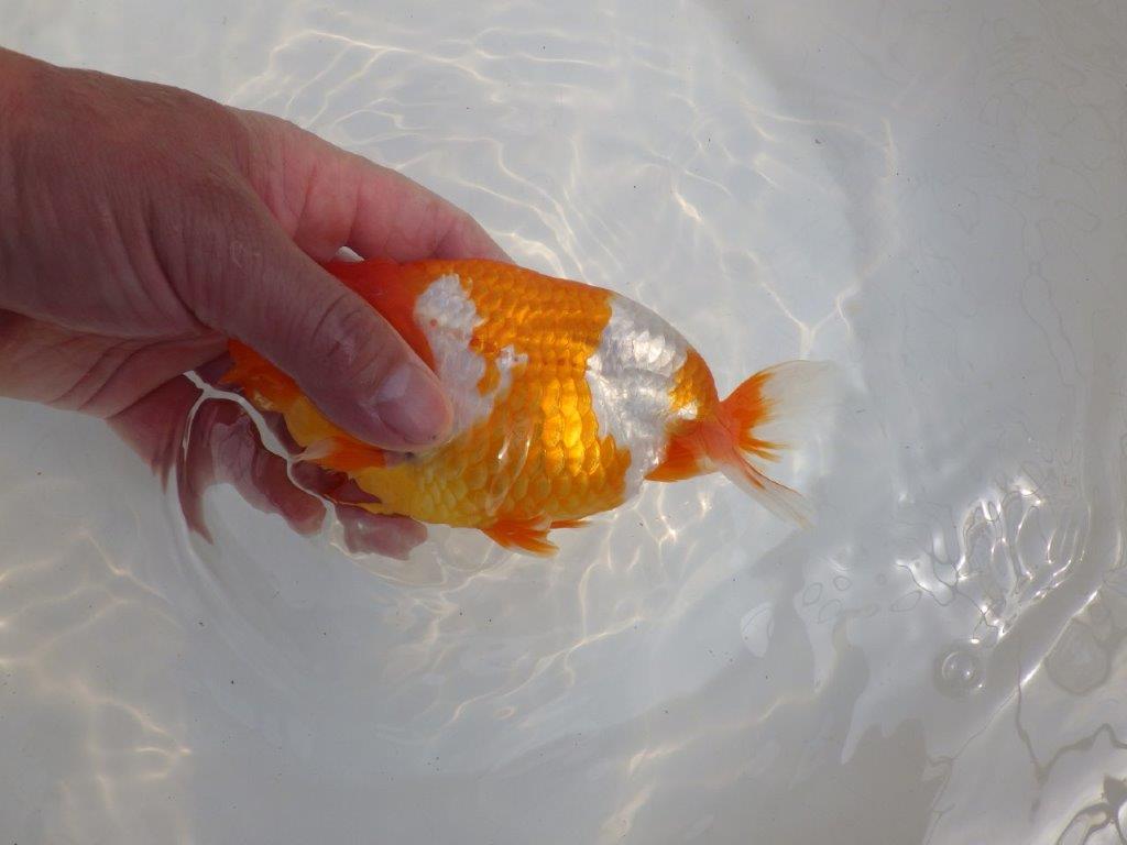 【全国大会東大関獲得系統 】美しい柄の更紗! 明け二歳らんちゅう 約15,5㎝ メス?