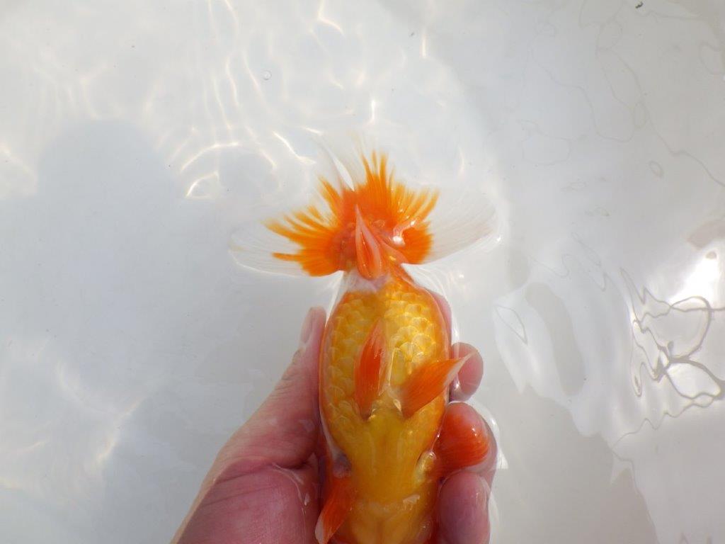 【全国大会東大関獲得系統 】美しい柄の更紗! 明け二歳らんちゅう 約15,5㎝ メス?