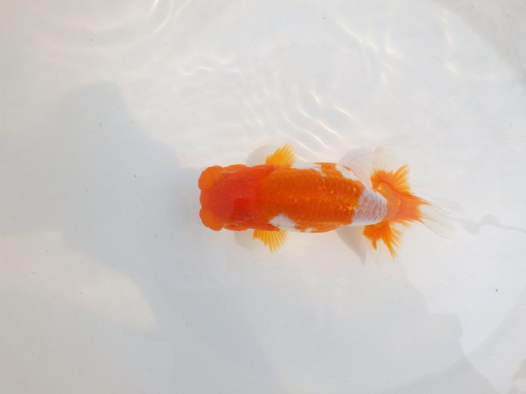 【全国大会東大関獲得系統 】美しい柄の更紗! 明け二歳らんちゅう 約15,5㎝ メス?