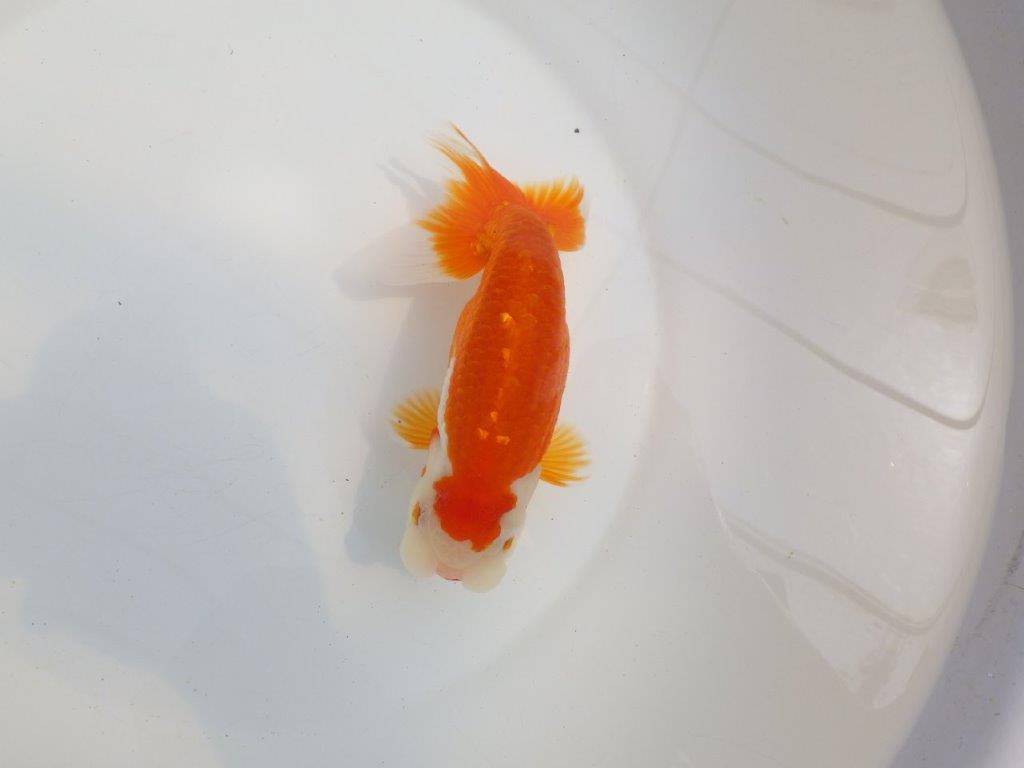 【全国大会東大関獲得系統 】素晴らしい尾型！ 明け二歳らんちゅう 約16㎝  メス？