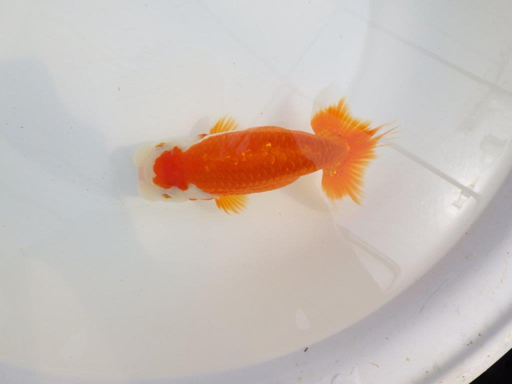 【全国大会東大関獲得系統 】素晴らしい尾型！ 明け二歳らんちゅう 約16㎝  メス？