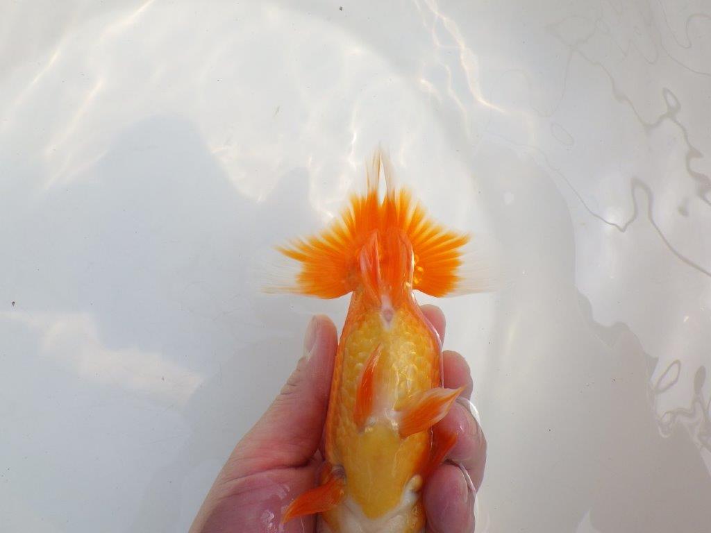 【全国大会東大関獲得系統 】素晴らしい尾型！ 明け二歳らんちゅう 約16㎝  メス？