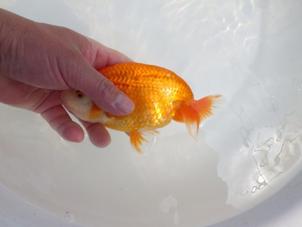 【全国大会東大関獲得系統 】素晴らしい尾型！ 明け二歳らんちゅう 約16㎝  メス？