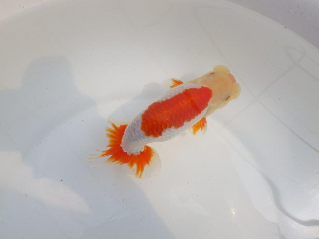 【全国大会東大関獲得系統 】目指せ品評大会! 明け二歳らんちゅう 約15,5㎝ オス?