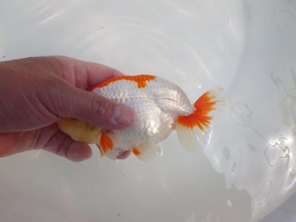 【全国大会東大関獲得系統 】目指せ品評大会! 明け二歳らんちゅう 約15,5㎝ オス?