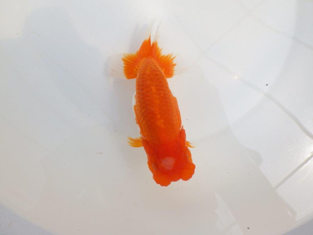 【全国大会東大関獲得系統 】素晴らしいフンタン＆雰囲気！ 明け二歳らんちゅう 約16㎝  メス？の上身