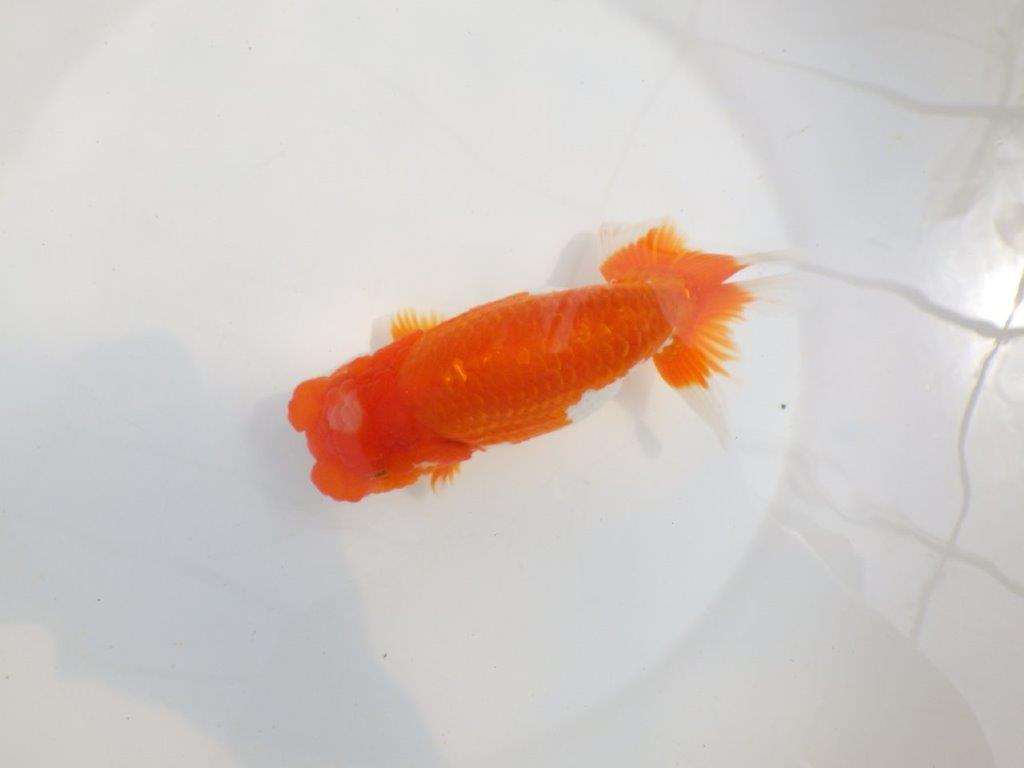 【全国大会東大関獲得系統 】素晴らしいフンタン＆雰囲気！ 明け二歳らんちゅう 約16㎝  メス？