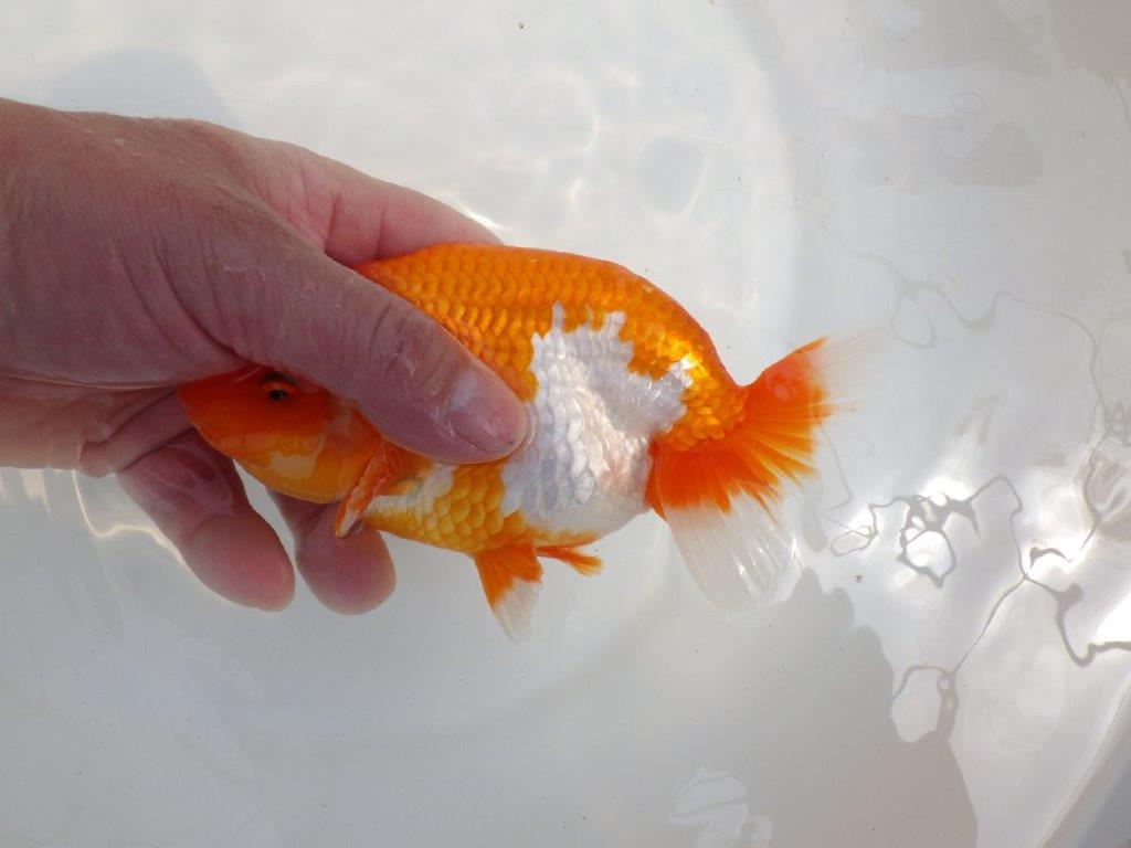 【全国大会東大関獲得系統 】素晴らしいフンタン＆雰囲気！ 明け二歳らんちゅう 約16㎝  メス？