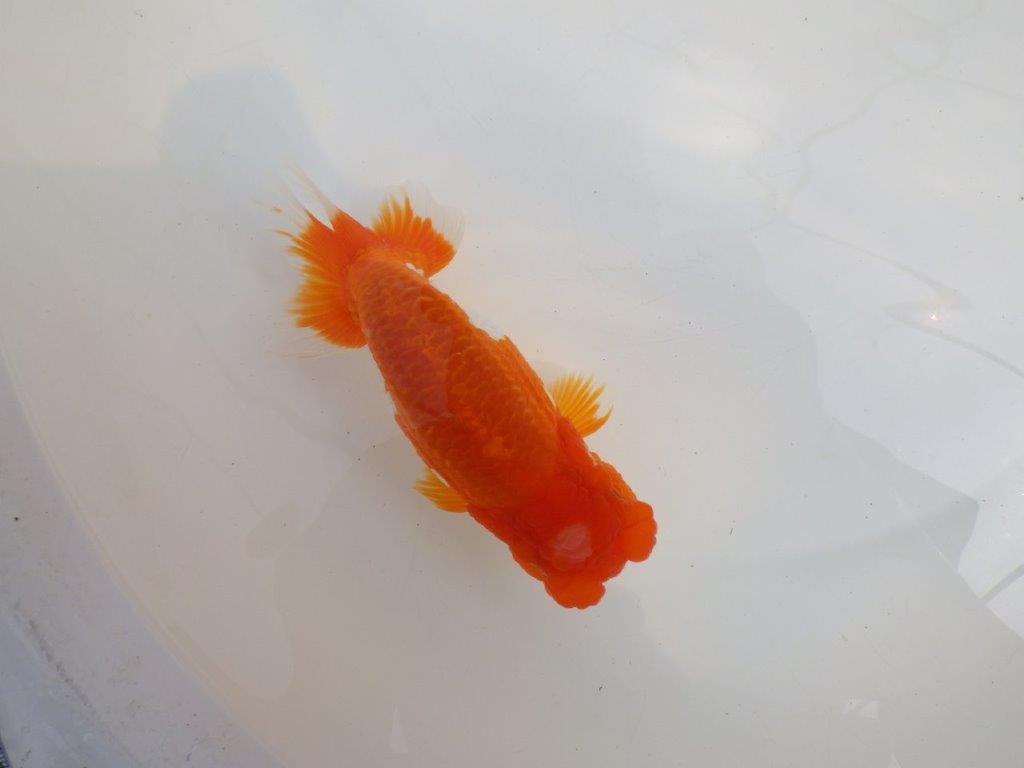 【全国大会東大関獲得系統 】素晴らしいフンタン＆雰囲気！ 明け二歳らんちゅう 約16㎝  メス？