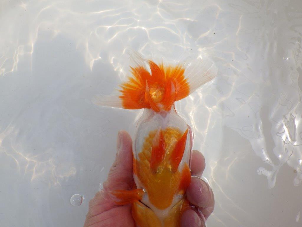 【全国大会東大関獲得系統 】素晴らしいフンタン＆雰囲気！ 明け二歳らんちゅう 約16㎝  メス？