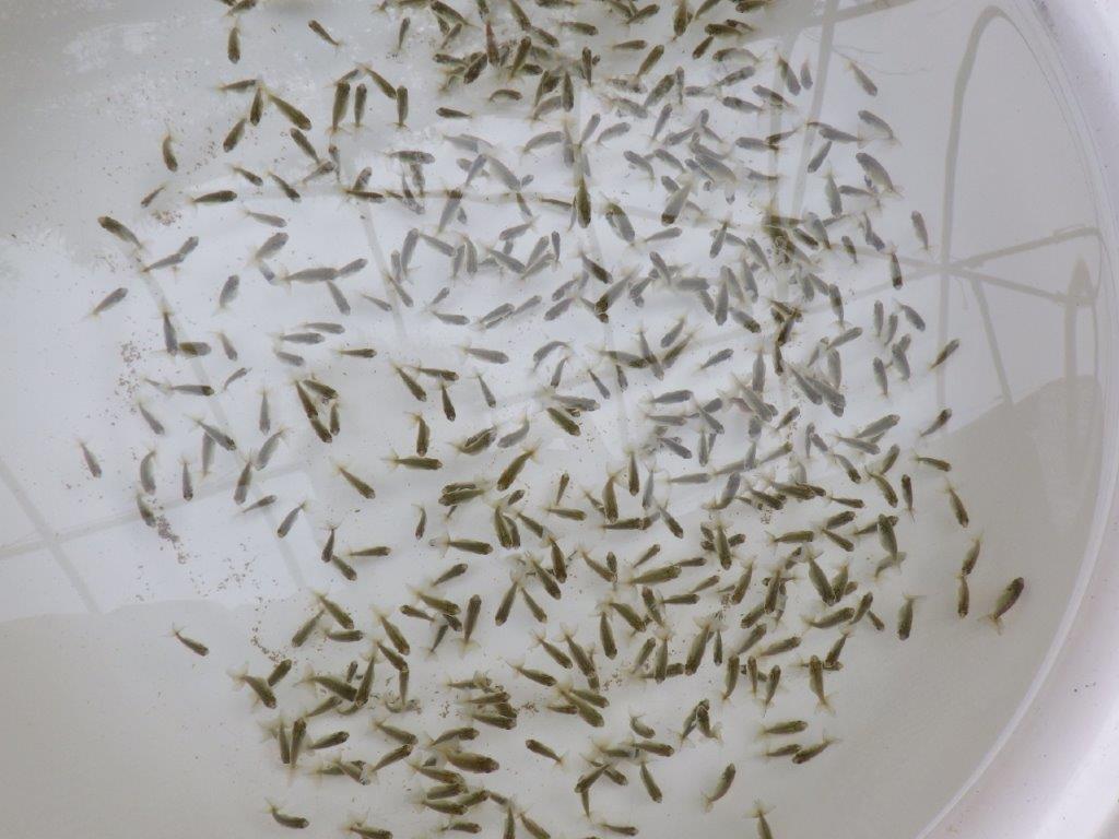 【なおちん金魚氏】ご鑑賞お勧め青仔　３０尾セットの上身