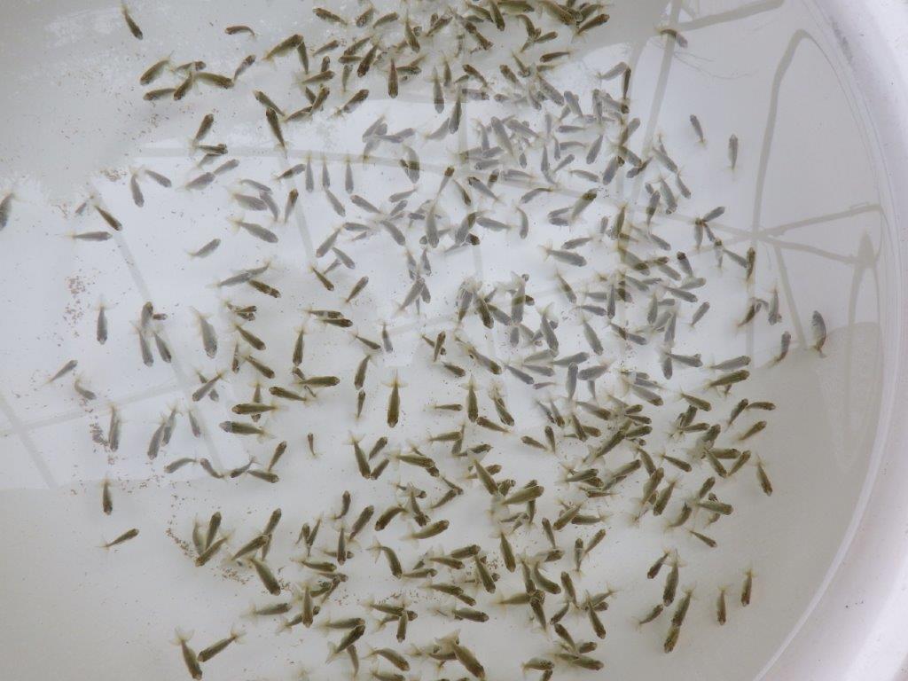 【なおちん金魚氏】ご鑑賞お勧め青仔 30尾セット