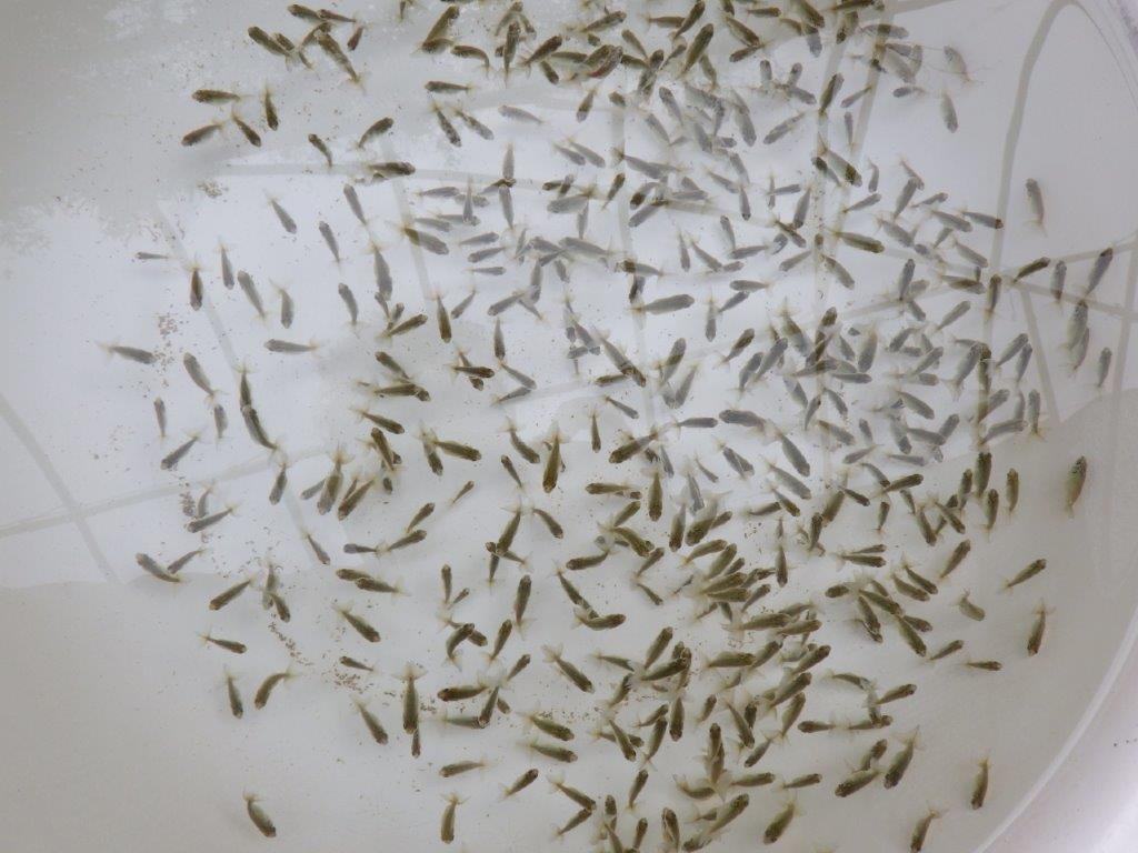 【なおちん金魚氏】ご鑑賞お勧め青仔 20尾セット