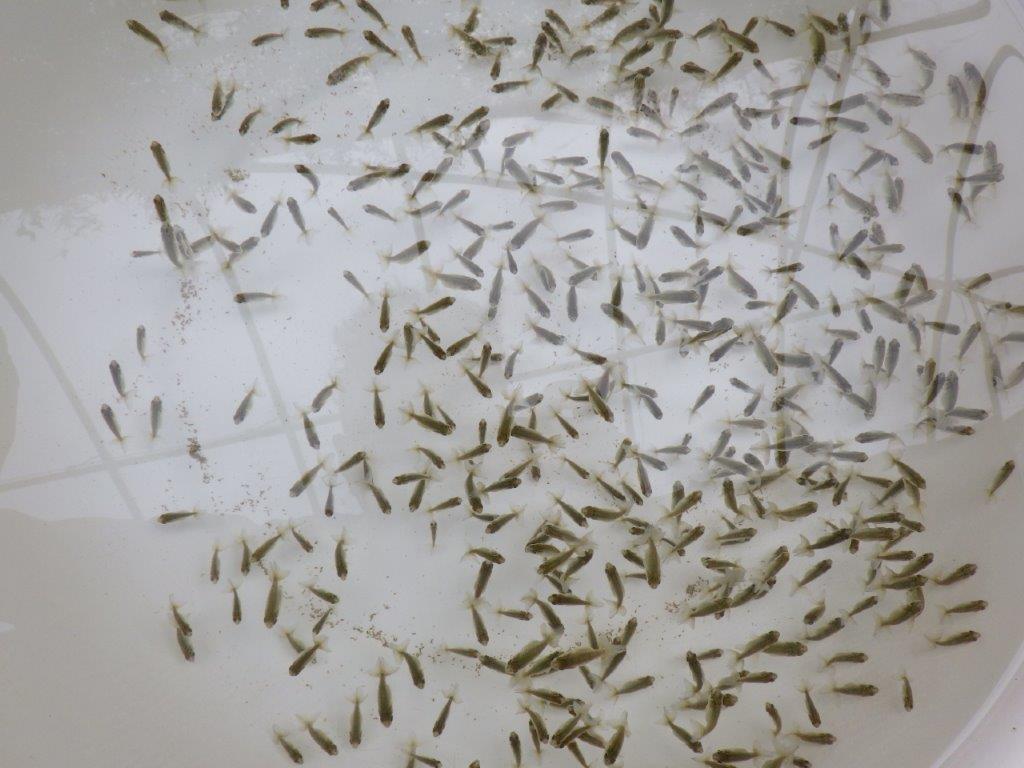 【なおちん金魚氏】ご鑑賞お勧め青仔 20尾セット