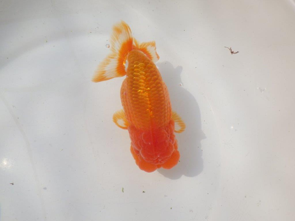 【愛知 川口功 氏】激レア！！明け三歳らんちゅう A 約15,5㎝ オスの上身