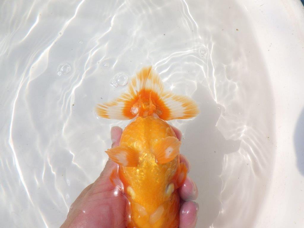 【愛知 川口功 氏】激レア！！明け三歳らんちゅう A 約15,5㎝ オス