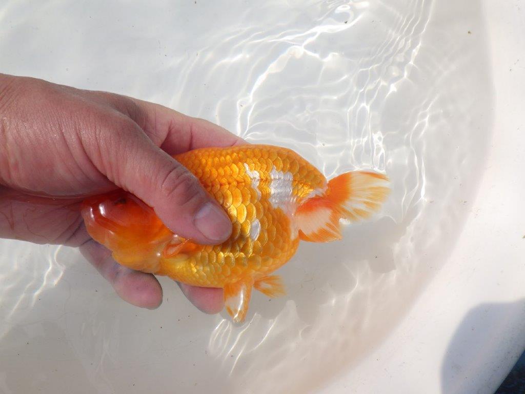 【愛知 川口功 氏】激レア！！明け三歳らんちゅう A 約15,5㎝ オス