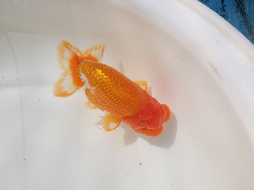 【愛知 川口功 氏】激レア！！明け三歳らんちゅう A 約15,5㎝ オス