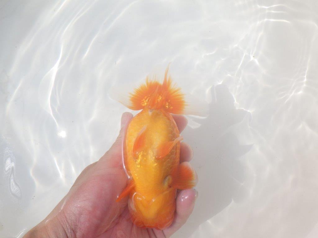 【愛知 川口功 氏】激レア!!明け三歳らんちゅう B 約15,5㎝ オス