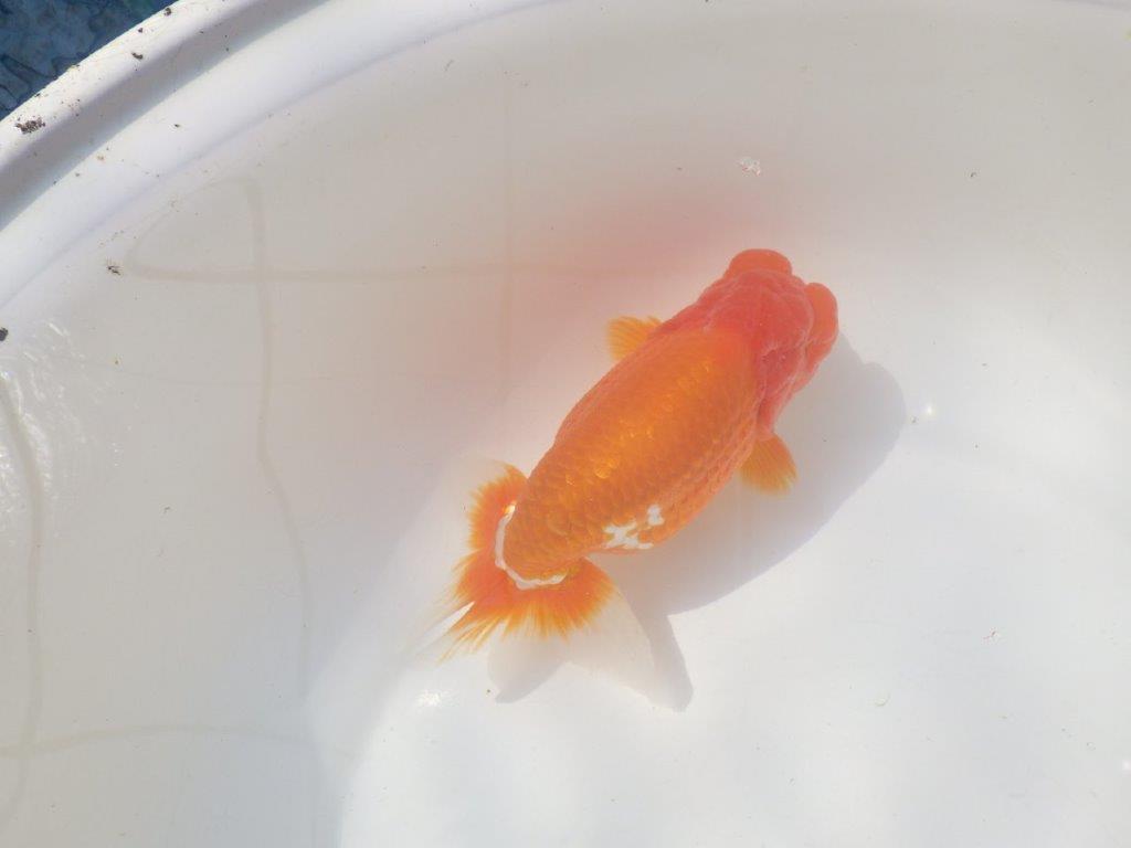 【愛知 川口功 氏】激レア!!明け三歳らんちゅう B 約15,5㎝ オス