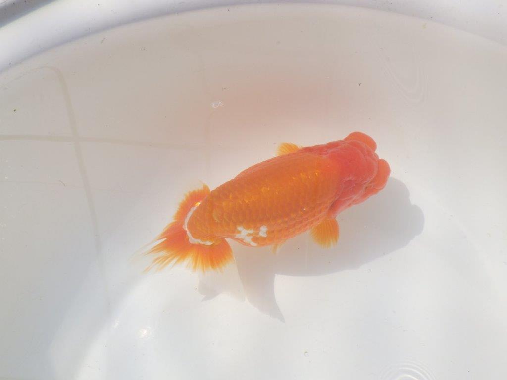 【愛知 川口功 氏】激レア!!明け三歳らんちゅう B 約15,5㎝ オス