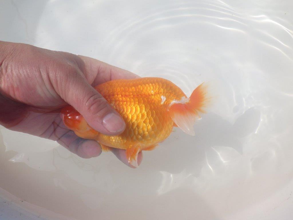 【愛知 川口功 氏】激レア!!明け三歳らんちゅう B 約15,5㎝ オス