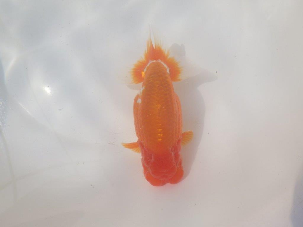 【愛知 川口功 氏】激レア!!明け三歳らんちゅう B 約15,5㎝ オス