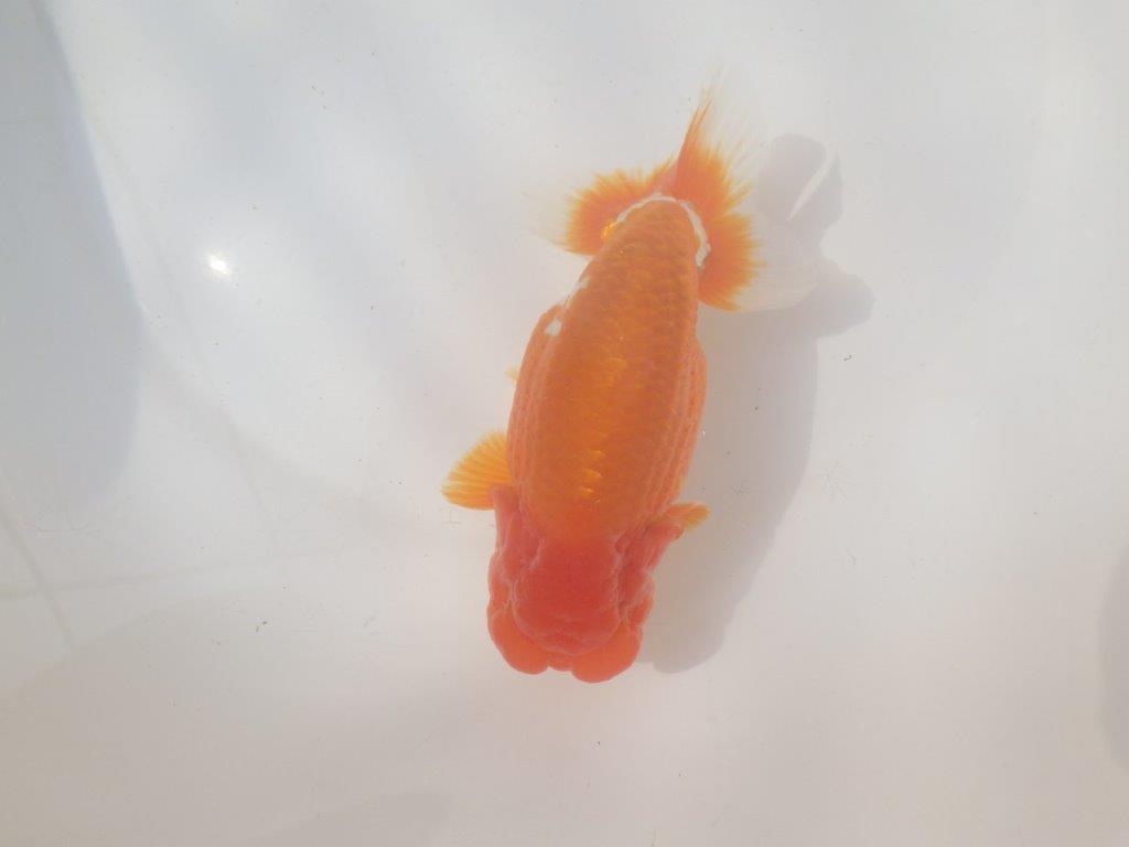 【愛知 川口功 氏】激レア!!明け三歳らんちゅう B 約15,5㎝ オス