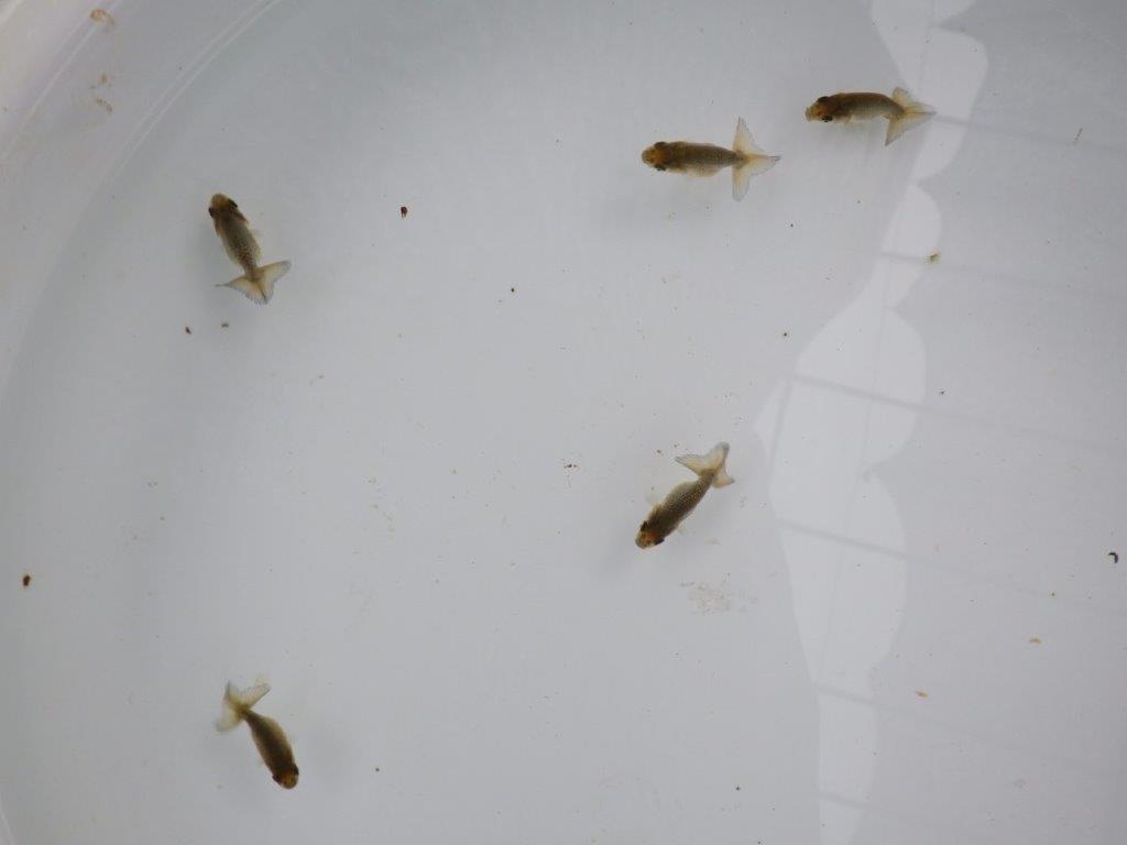 4月4日 入荷&更新 愛知超優良系統 上質5尾セット 限定1セット