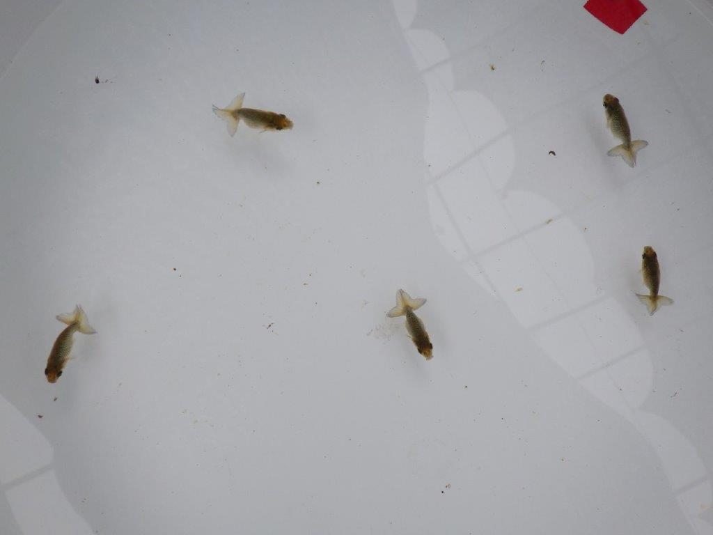 4月4日 入荷&更新 愛知超優良系統 上質5尾セット 限定1セット