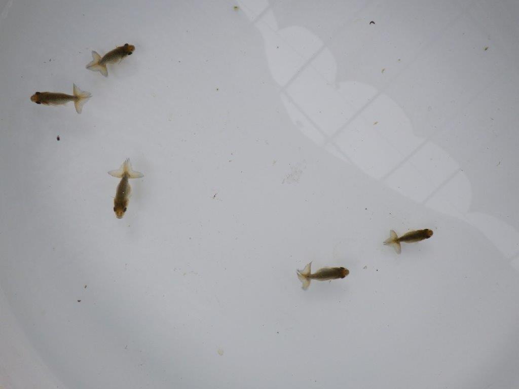 4月4日 入荷&更新 愛知超優良系統 上質5尾セット 限定1セット