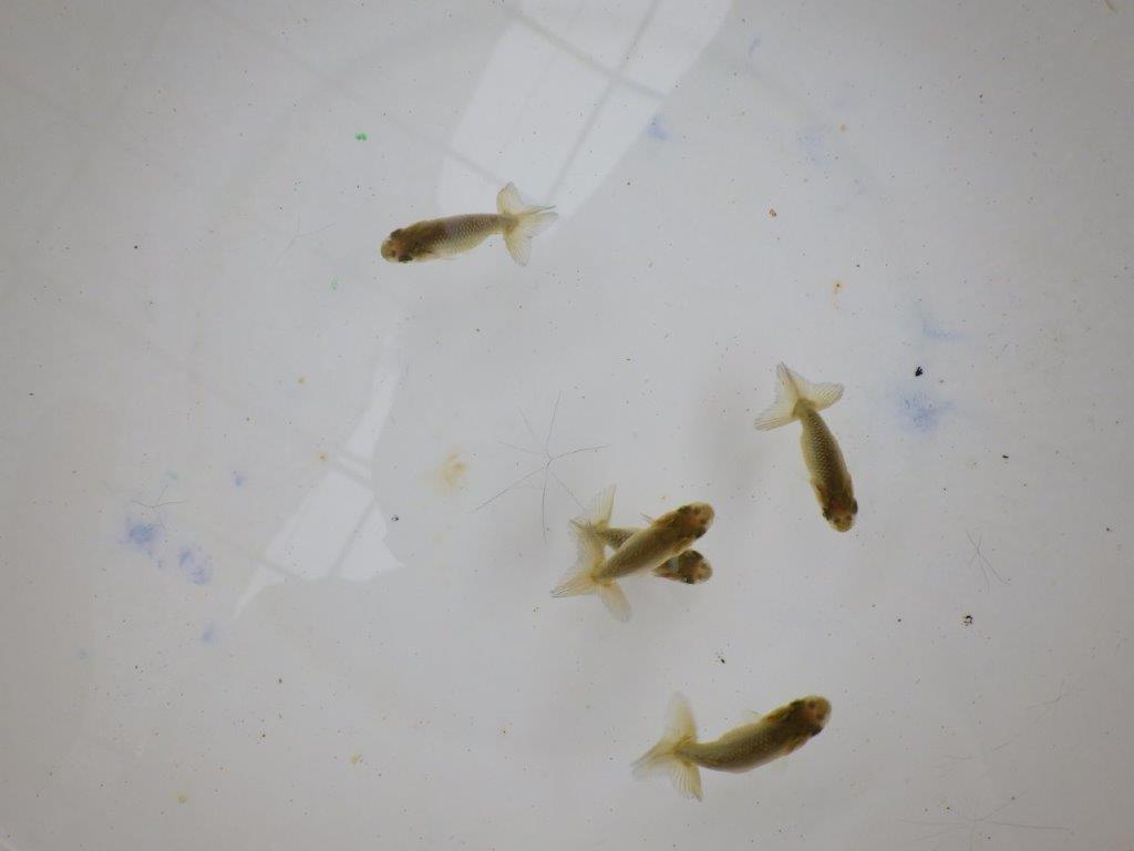 【全国大会東大関獲得系統 】4月4日入荷の中から尾張りの良い3尾!限定2セット