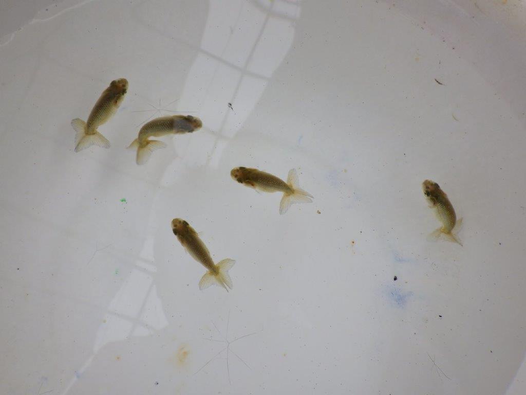 【全国大会東大関獲得系統 】4月4日入荷の中から尾張りの良い3尾!限定2セット