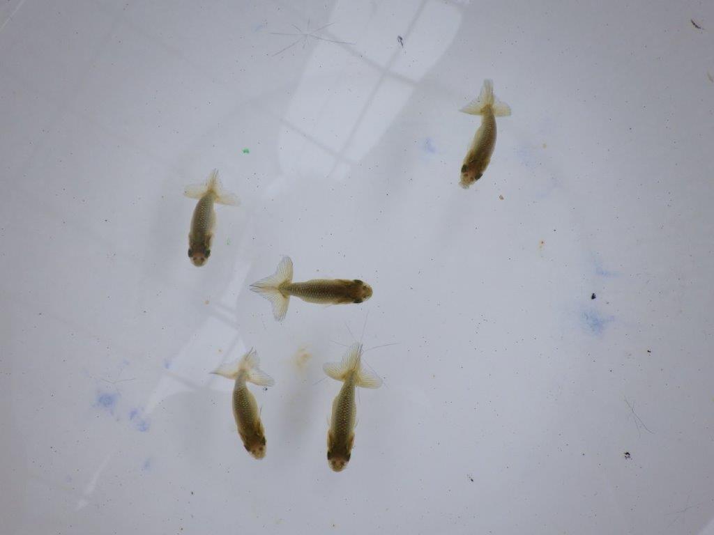 【全国大会東大関獲得系統 】4月4日入荷の中から尾張りの良い3尾!限定2セット